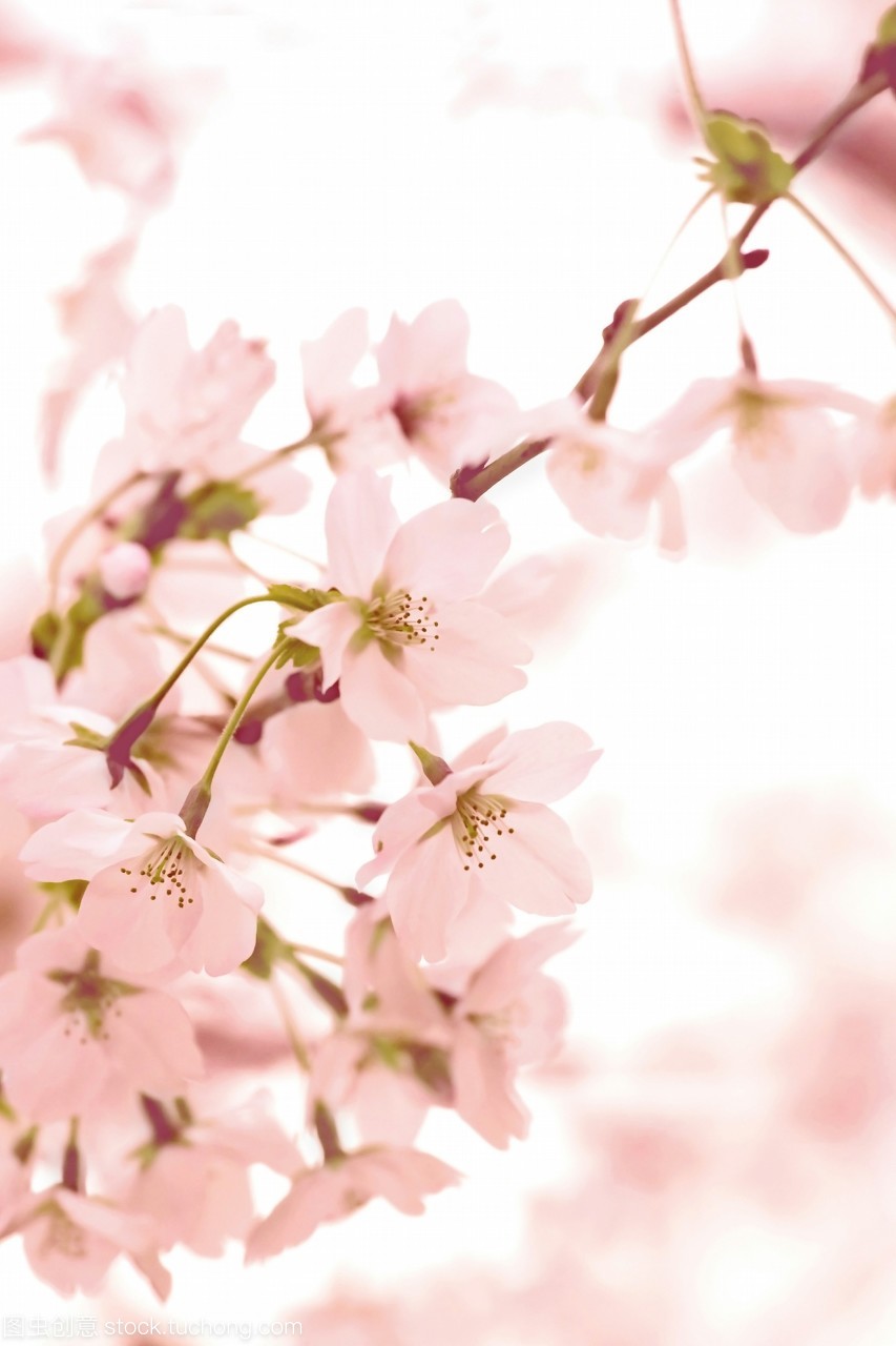 特写的樱花