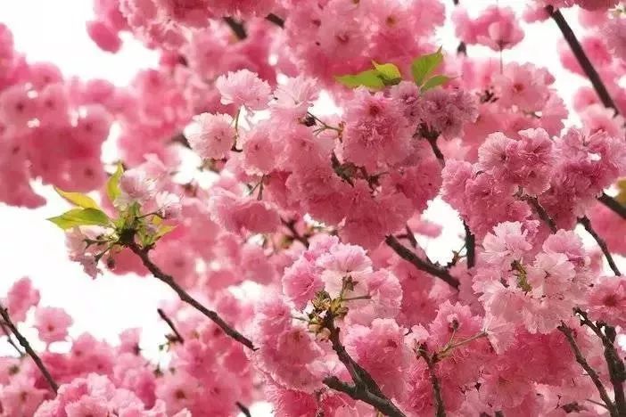 最美樱花打卡点！从化天适樱花园浪漫樱花林，与你浪漫邂逅